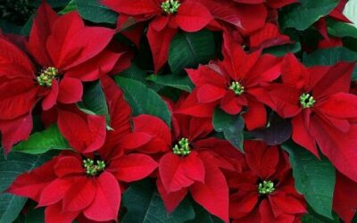 Poinsettias